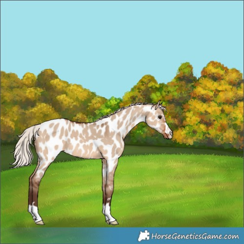 Horse Color:Silver Brown Dun Near Leopard 