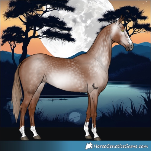 Horse Color:Gray Chestnut 