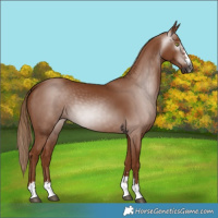 Horse Color:Gray Chestnut