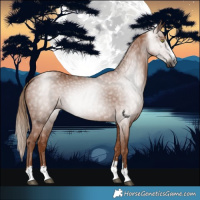 Horse Color:Gray Chestnut 