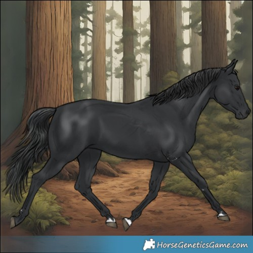 Horse Color:Black 