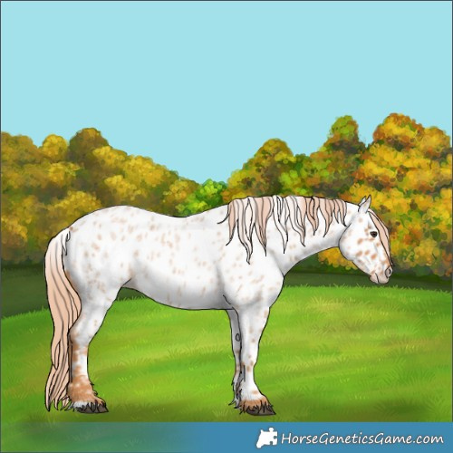 Horse Color:Red Roan Appaloosa 