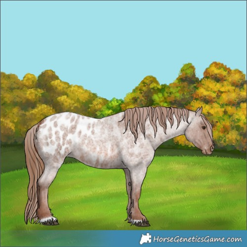 Horse Color:Red Roan Near Leopard 