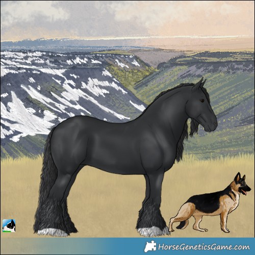 Horse Color:Black 