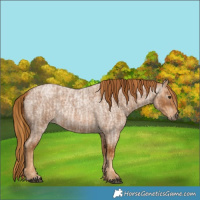 Horse Color:Red Roan  and Gray Red Roan 
