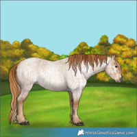 Horse Color:Red Roan and Gray Red Roan