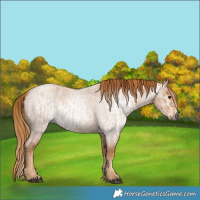 Horse Color:Red Roan  and Gray Red Roan 