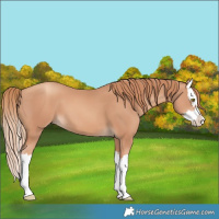 Horse Color:Gold Champagne Splash