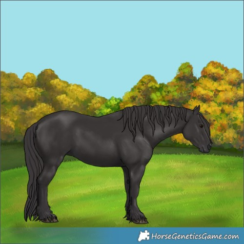 Horse Color:Smoky Black 