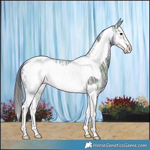 Horse Color:Black Ice Splash Frame Appaloosa 