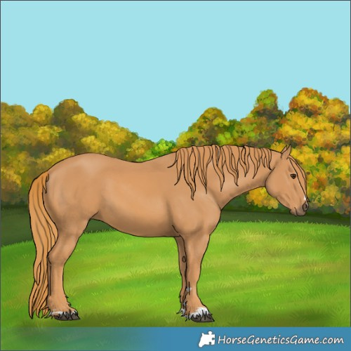 Horse Color:Chestnut 