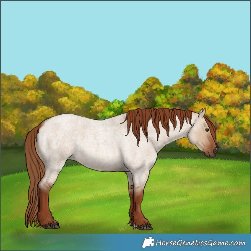 Horse Color:Red Dun Roan 