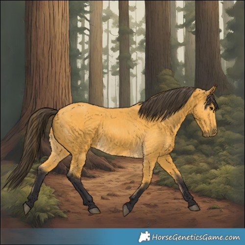 Horse Color:Buckskin 