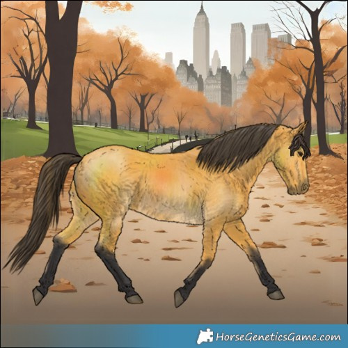 Horse Color:Buckskin 
