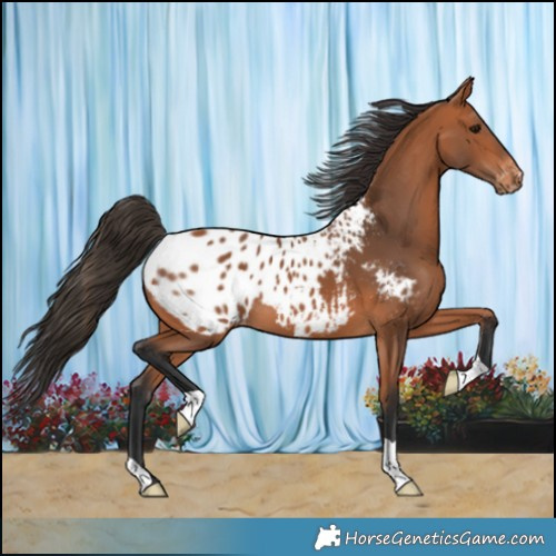 Horse Color:Bay Appaloosa 