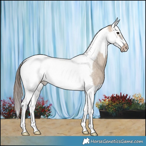 Horse Color:Brown Roan Dun Splash Tobiano Frame Appaloosa 