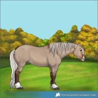 Horse Color:Silver Brown Dun