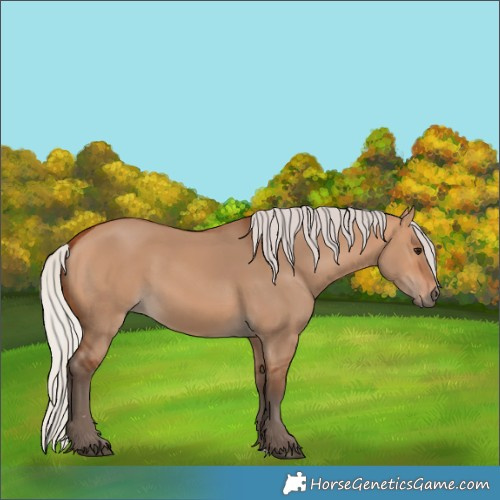 Horse Color:Silver Bay Dun 