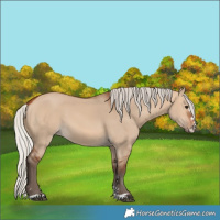 Horse Color:Silver Bay Dun