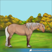 Horse Color:Silver Bay Dun 