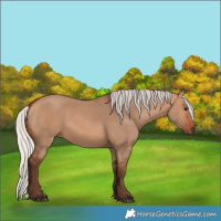 Horse Color:Silver Bay Dun 