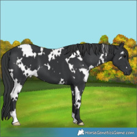Horse Color:White Spotted Black 