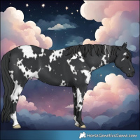 Horse Color:White Spotted Black