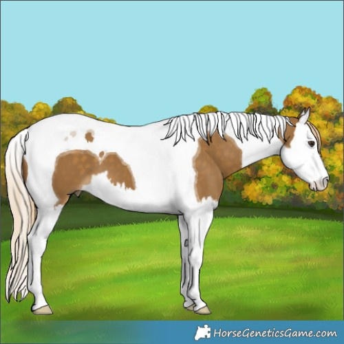 Horse Color:Chocolate Palomino Dun Splash Tobiano 