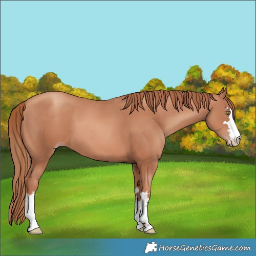Horse Color:Gold Champagne 