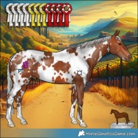 Horse Color:White Spotted Silver Bay 