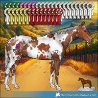 Horse Color:White Spotted Silver Bay 