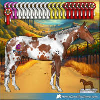 Horse Color:White Spotted Silver Bay 