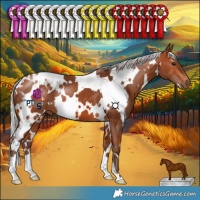 Horse Color:White Spotted Silver Bay 