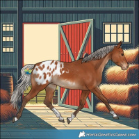 Horse Color:Silver Brown Tobiano Appaloosa Rabicano 