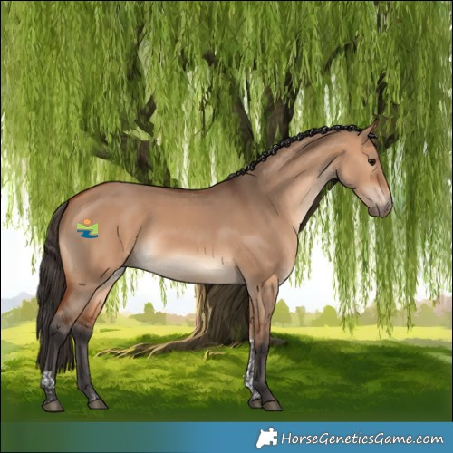 Horse Color:Bay Dun Tobiano 