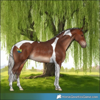 Horse Color:Silver Bay Tobiano Rabicano 