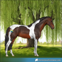 Horse Color:Brown Tobiano 