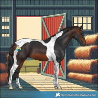Horse Color:Brown Tobiano 