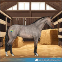 Horse Color:Bay Roan Dun 