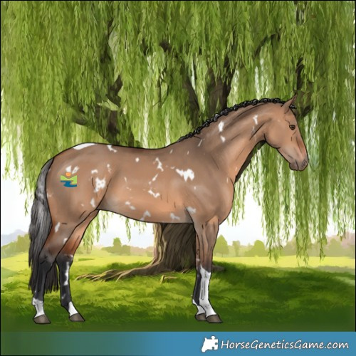 Horse Color:White Spotted Bay Dun Tobiano