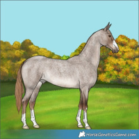 Horse Color:Liver Red Dun Roan 