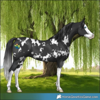 Horse Color:White Spotted Black Splash 