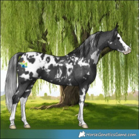 Horse Color:White Spotted Black Splash Appaloosa 