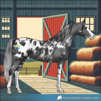 Horse Color:White Spotted Black Splash Appaloosa 