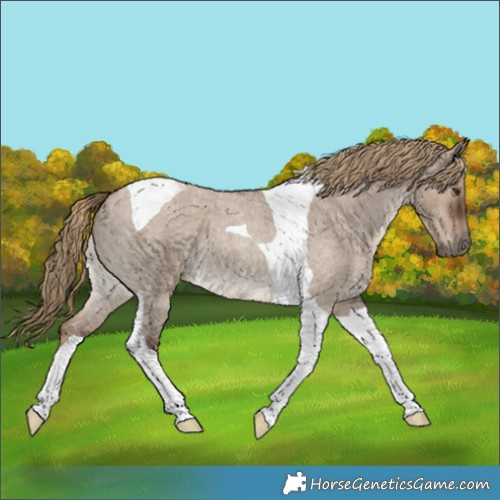Horse Color:Liver Red Dun Roan Tobiano