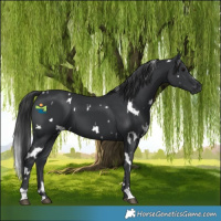 Horse Color:White Spotted Black 