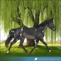 Horse Color:White Spotted Black