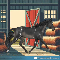 Horse Color:White Spotted Black 