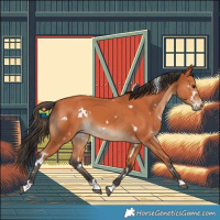 Horse Color:White Spotted Bay