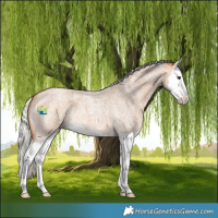 Horse Color:Silver Bay Roan Dun Splash 